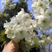 Hand holding a cluster of double-flowered cherry blossoms, showcasing their delicate white petals and yellow centers against a bright blue sky and blurred green foliage.