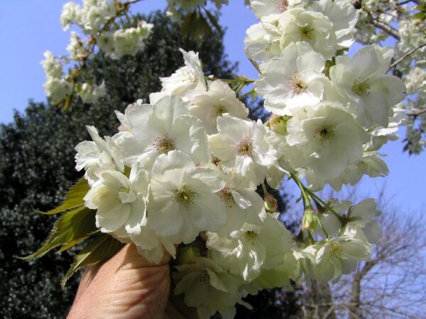 <i>Prunus serrulata</i> 'Ukon' - Image 10