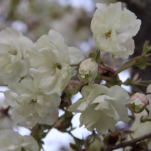 Close-up of delicate, creamy white Kwanzan cherry blossoms in full bloom, with pink buds hinting at more to come, set against a soft, blurred background.