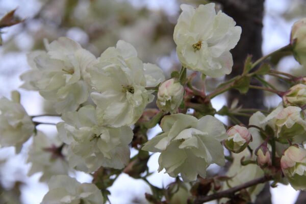 <i>Prunus serrulata</i> 'Ukon' - Image 11