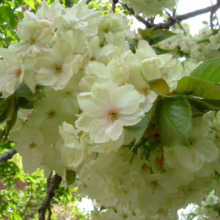 Lush cluster of white cherry blossoms with delicate pink centers and vibrant green leaves, blooming on a tree branch in spring.