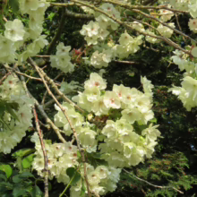Lush clusters of white cherry blossoms bloom on delicate branches against a backdrop of deep green foliage, creating a serene and beautiful spring scene.