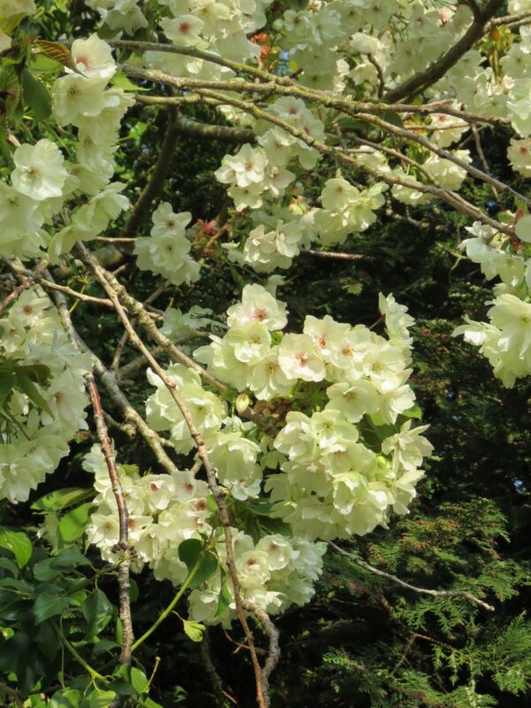 <i>Prunus serrulata</i> 'Ukon' - Image 13