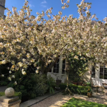 Blooming cherry tree in a charming English garden. White blossoms contrast against the stone building and blue sky, creating a serene, idyllic scene.