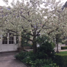 White blossom tree in full bloom graces a courtyard with stone paving and manicured hedges, in front of a building with French doors. A tranquil garden scene.