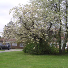 Lush green lawn with a flowering tree in full bloom, set against a backdrop of a low brick building with a red tile roof. A dark car sits parked in the driveway, adding a touch of domestic tranquility.