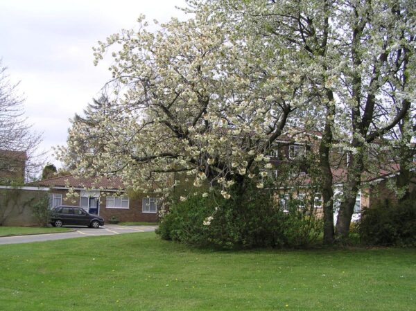 <i>Prunus serrulata</i> 'Ukon' - Image 16