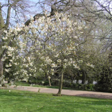 A blossoming tree with white flowers stands in a park, its branches laden with blooms. Green grass surrounds the tree, with a paved path winding through the landscape. Other trees and foliage create a lush background.