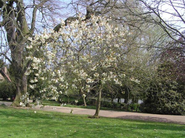 <i>Prunus serrulata</i> 'Ukon' - Image 17