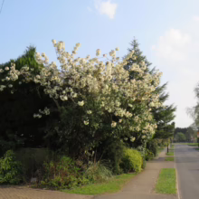 A flowering tree bursts with white blossoms along a suburban street. Lush green hedges and trees line the sidewalk leading to a quiet road, under a bright blue sky.