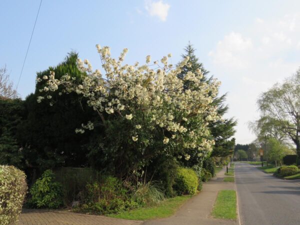 <i>Prunus serrulata</i> 'Ukon' - Image 18