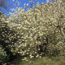 A dogwood tree in full bloom creates a stunning display of white flowers against a brilliant blue sky. Lush green foliage surrounds the tree, adding depth and texture to the natural landscape.
