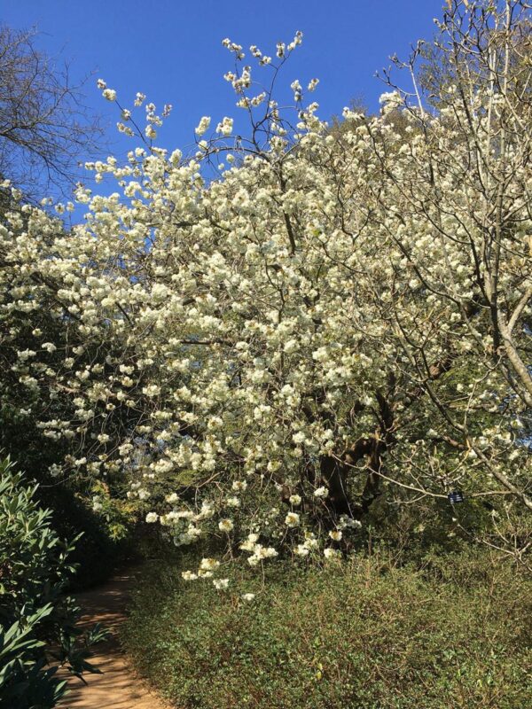 <i>Prunus serrulata</i> 'Ukon' - Image 19