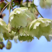 Prunus serrulata 'Ukon' (Japanese Cherry) close up of flowers.