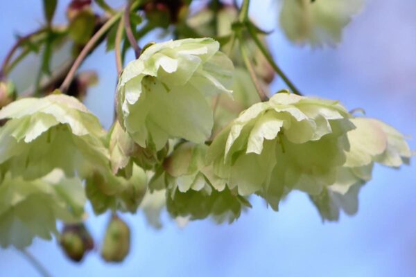 <i>Prunus serrulata</i> 'Ukon' - Image 2