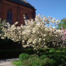 White flowering tree blossoms in front of a red brick church under a clear blue sky. Lush greenery surrounds the tree, adding a touch of serenity to the scene.