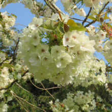 Prunus serrulata 'Ukon' (Japanese Cherry) flower masses.
