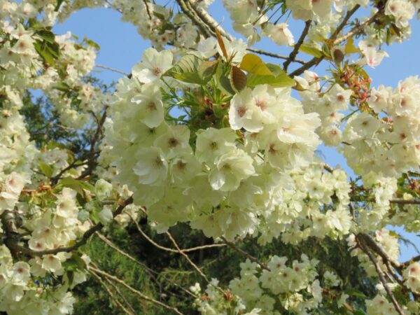 <i>Prunus serrulata</i> 'Ukon' - Image 3