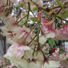 Prunus serrulata 'Ukon' (Japanese Cherry) blush flowers.