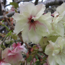 Prunus serrulata 'Ukon' (Japanese Cherry) single flower.