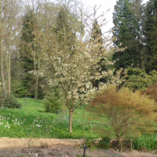 Blossoming tree in a lush green garden, featuring daffodils and diverse trees. A serene park landscape with a path and varied plant life.