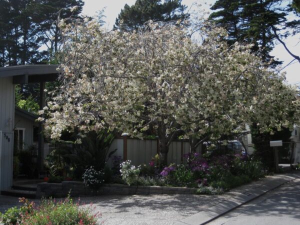 <i>Prunus serrulata</i> 'Ukon'