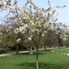 A young cherry blossom tree in full bloom stands in a park, its white flowers contrasting with the green grass where people relax in the sunlight. A path winds through the background, lined with other trees.
