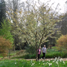 Couple strolls through a spring garden with blooming trees and daffodils. A vibrant scene with a flowering tree as the focal point, surrounded by lush greenery and a path of white daffodils.
