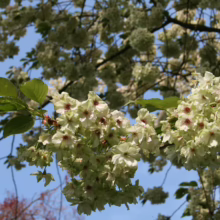 Close-up of a flowering cherry blossom tree with clusters of white and pale green blossoms against a blue sky. The branches are filled with delicate blooms, some with hints of pink, creating a serene, springtime scene.