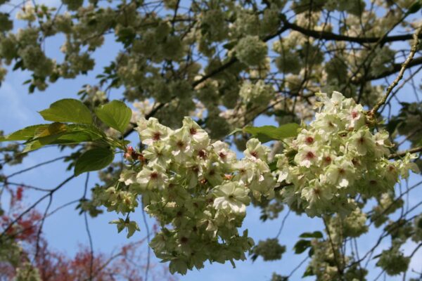 <i>Prunus serrulata</i> 'Ukon' - Image 9