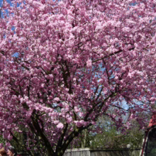 Prunus x blireiana (Blireiana Plum) flowering form.