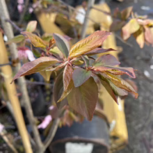 Prunus x blireiana (Blireiana Plum) new foliage.
