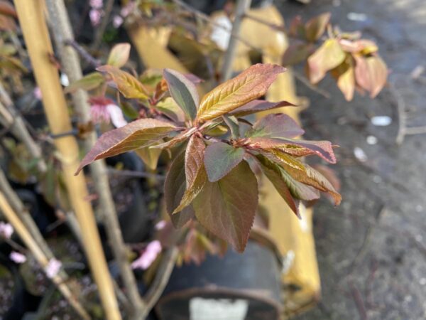 <i>Prunus</i> x <i>blireiana</i> - Image 11