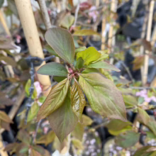 Prunus x blireiana (Blireiana Plum) spring foliage.