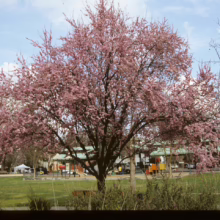 Prunus x blireiana (Blireiana Plum) early spring form.