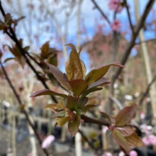 Prunus x blireiana (Blireiana Plum) purple foliage.