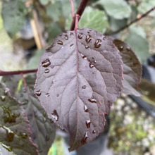 Prunus x blireiana (Blireiana Plum) purple leaf.