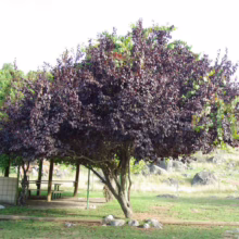 Prunus x blireiana (Blireiana Plum) summer form.