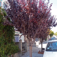 Prunus x blireiana (Blireiana Plum) planted as an avenue.