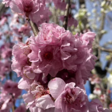 Prunus x blireiana (Blireiana Plum) flowers.