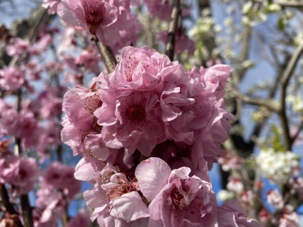 <i>Prunus</i> x <i>blireiana</i> - Image 2