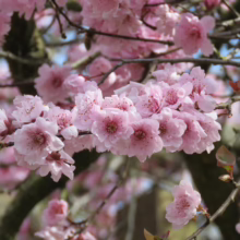 Prunus x blireiana (Blireiana Plum) flower clusters.