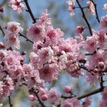 Prunus x blireiana (Blireiana Plum) flowering branches.