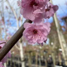 Prunus x blireiana (Blireiana Plum) flower.