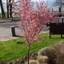 Prunus x blireiana (Blireiana Plum) young plant.