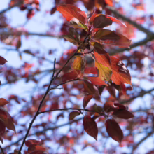 Prunus x blireiana (Blireiana Plum) autumn foliage.