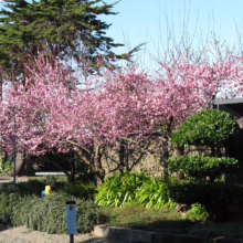 Prunus x blireiana (Blireiana Plum) flowering in small garden.