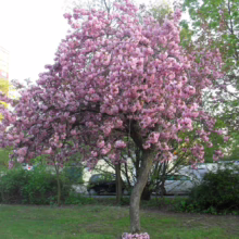Prunus x blireiana (Blireiana Plum) flowering in backyard.