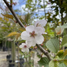 Prunus x hillieri 'Spire' (Flowering Cherry) flower at Leafland Nursery.