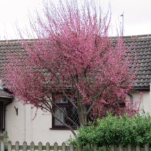 Prunus x incam 'Okame' (Okame Cherry) flowering near house.